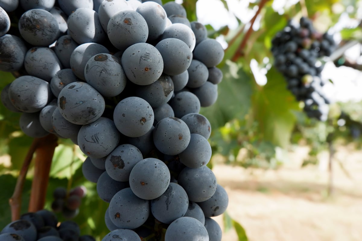lambrusco grapes