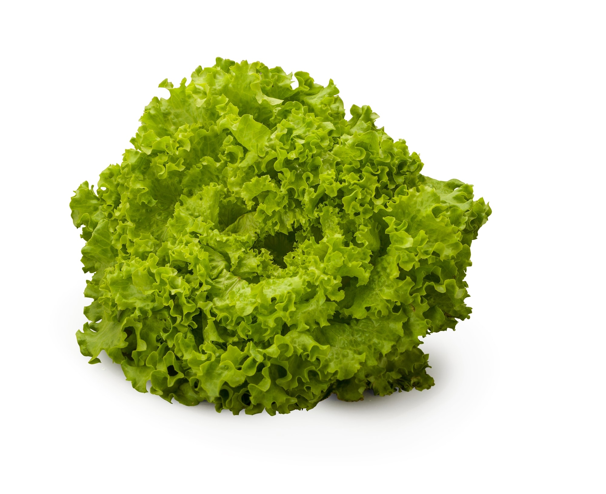 BATAVIA LETTUCE