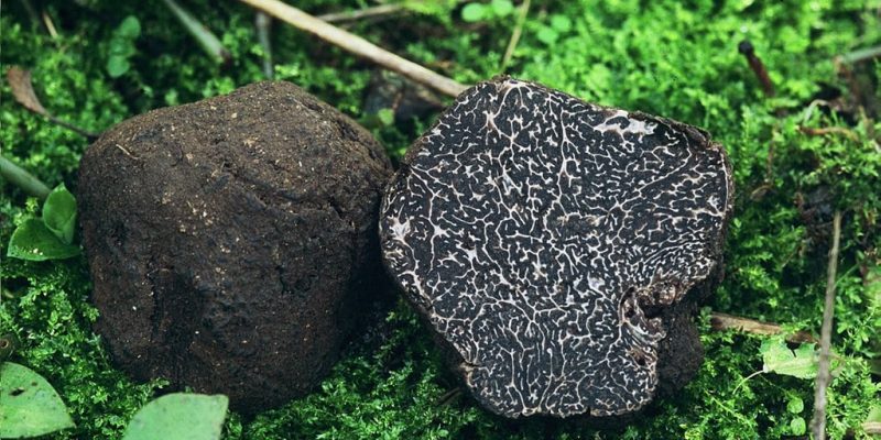 Black Norcia Truffle