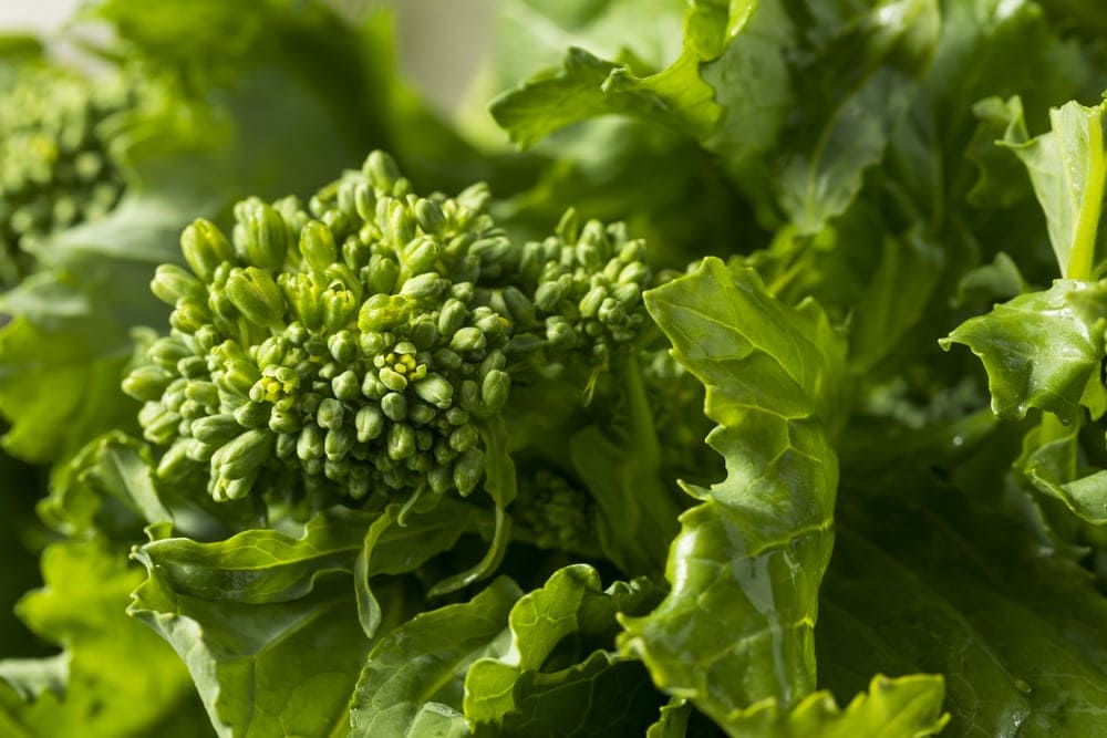 Raw Green Organic Broccoli Rabe Ready to Cook
