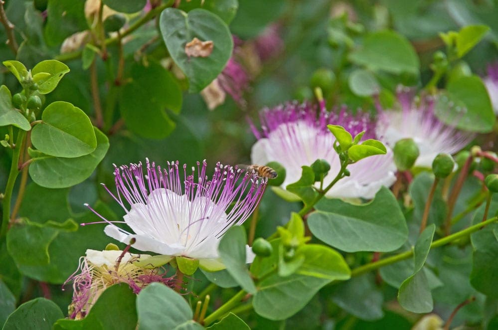 Caper Flowers
