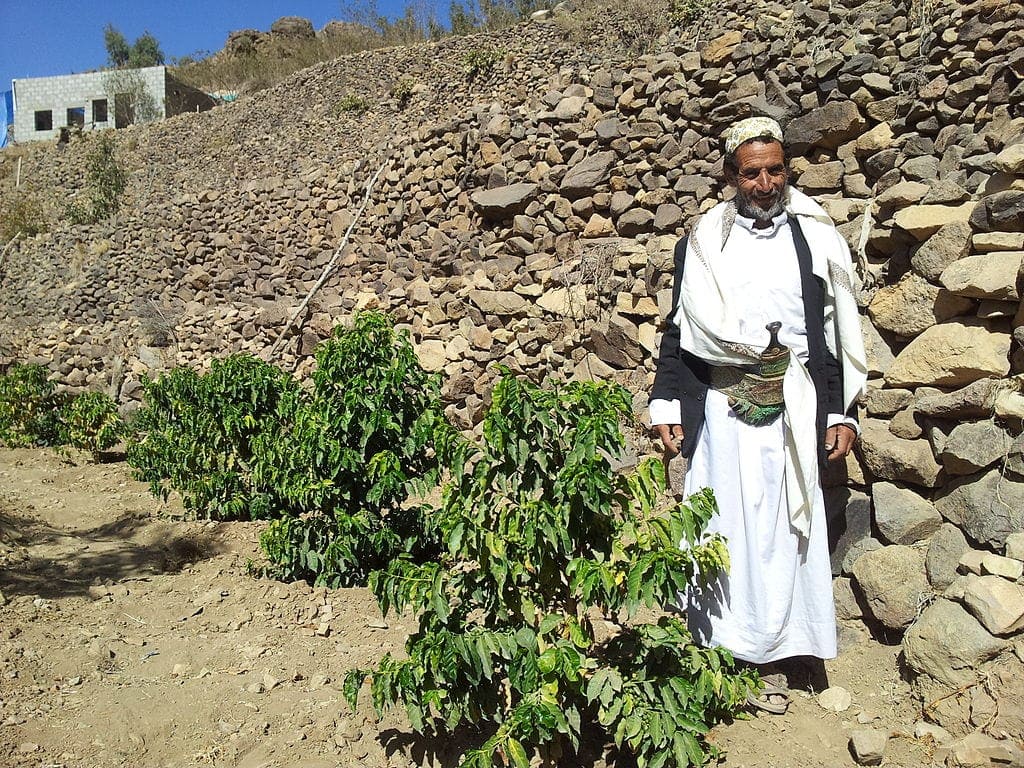 Coffee plantation in Yemen