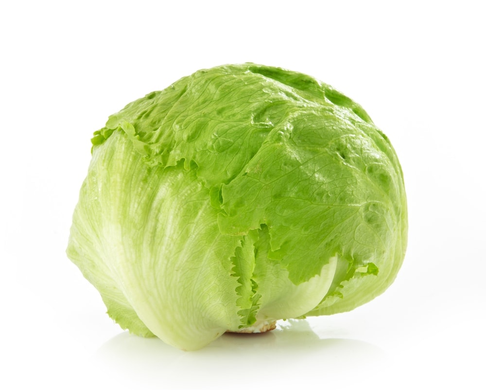 Green Iceberg lettuce on White Background