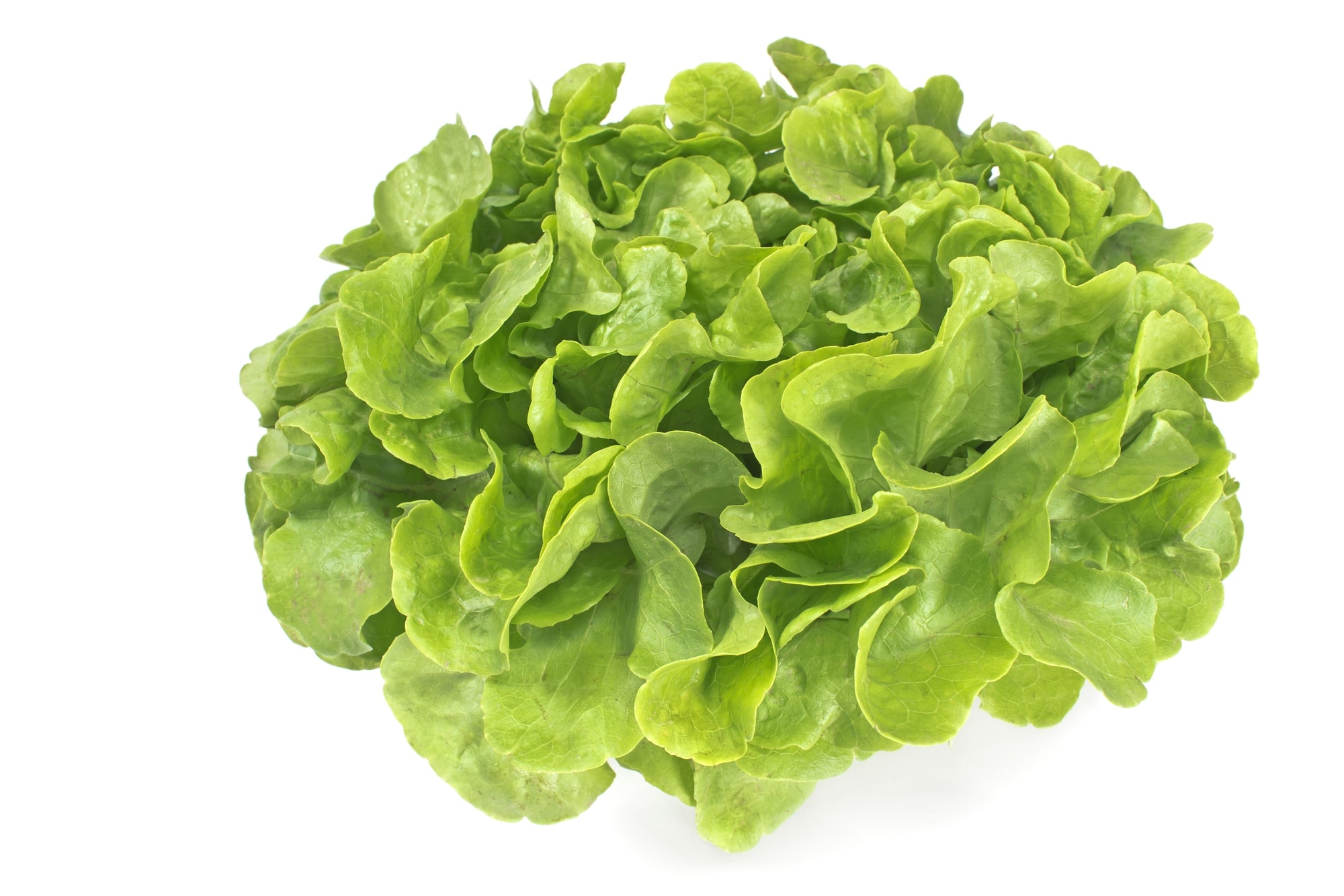Fresh oak leaf lettuce isolated on white