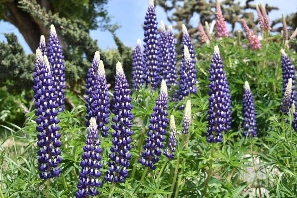 Lupin flowers