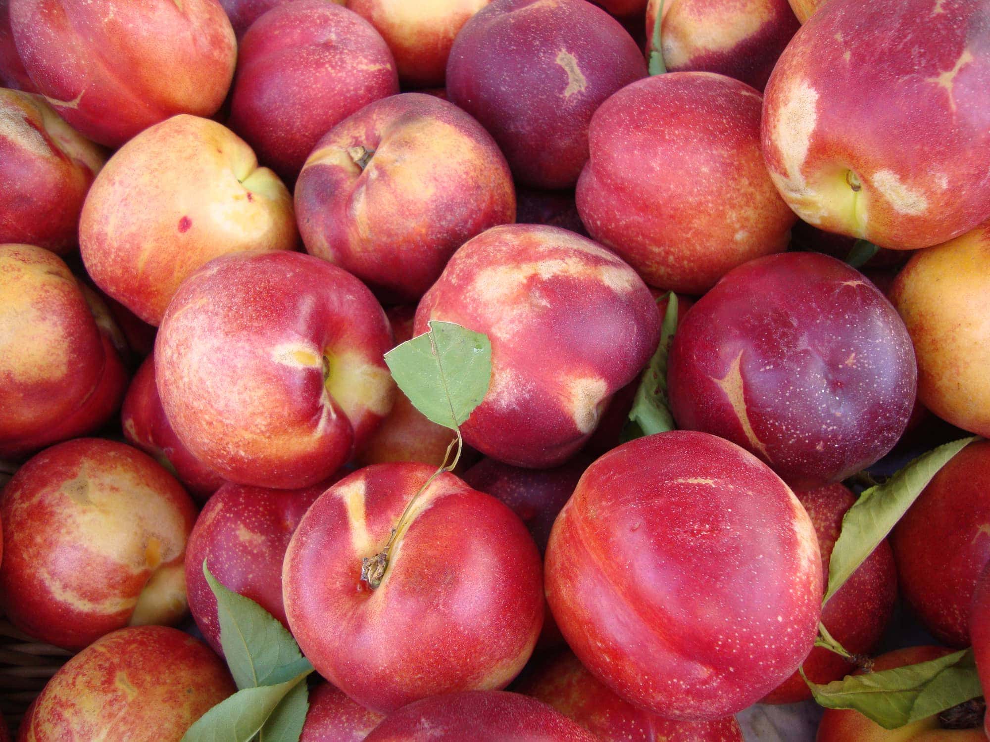Rose Diamond Nectarines