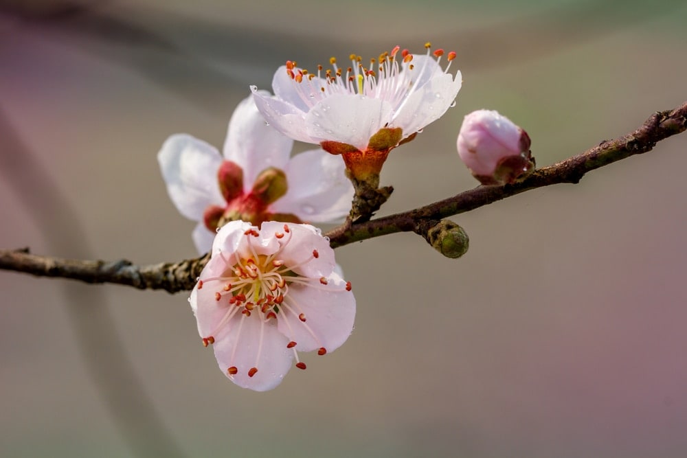 Peach Blossoms