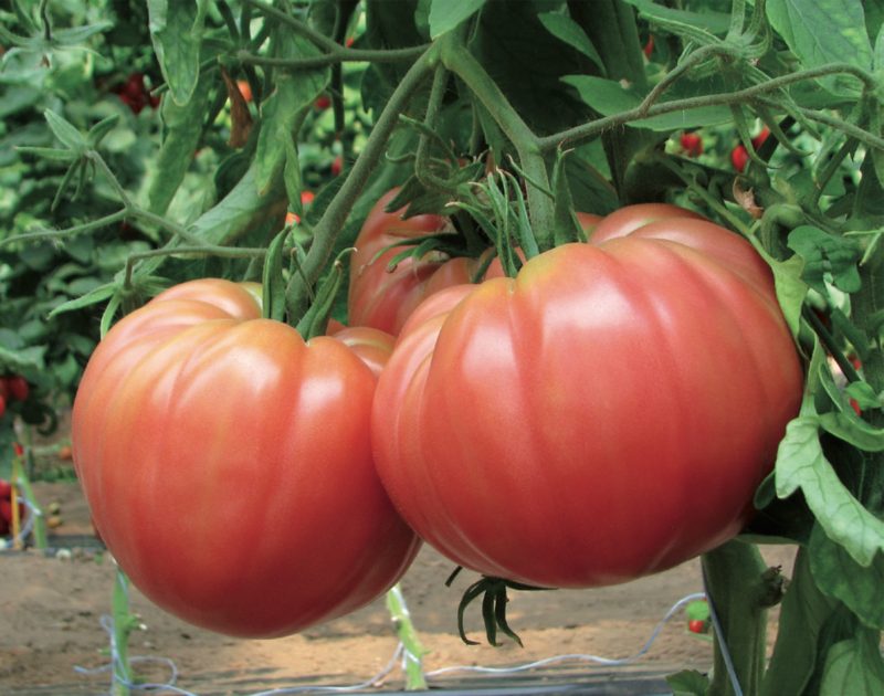 Pomodoro di Belmonte
