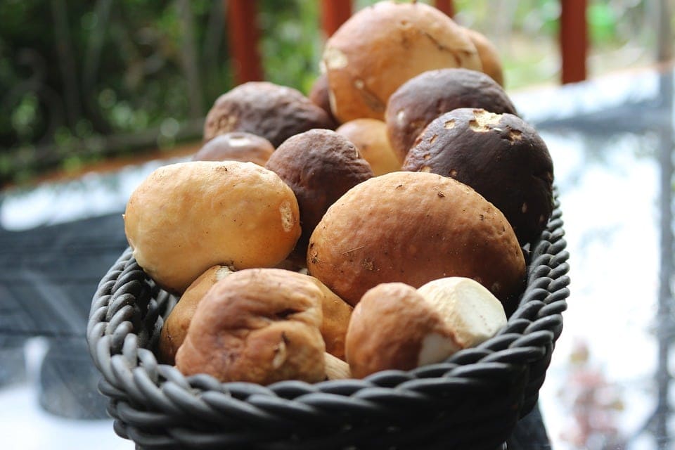 Porcini mushrooms in a basket