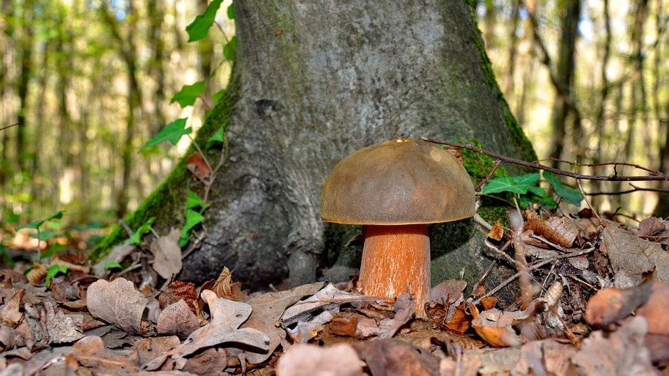 Porcini mushroom