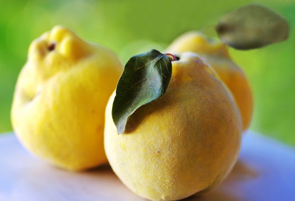 close-up of quince fruits what is quince