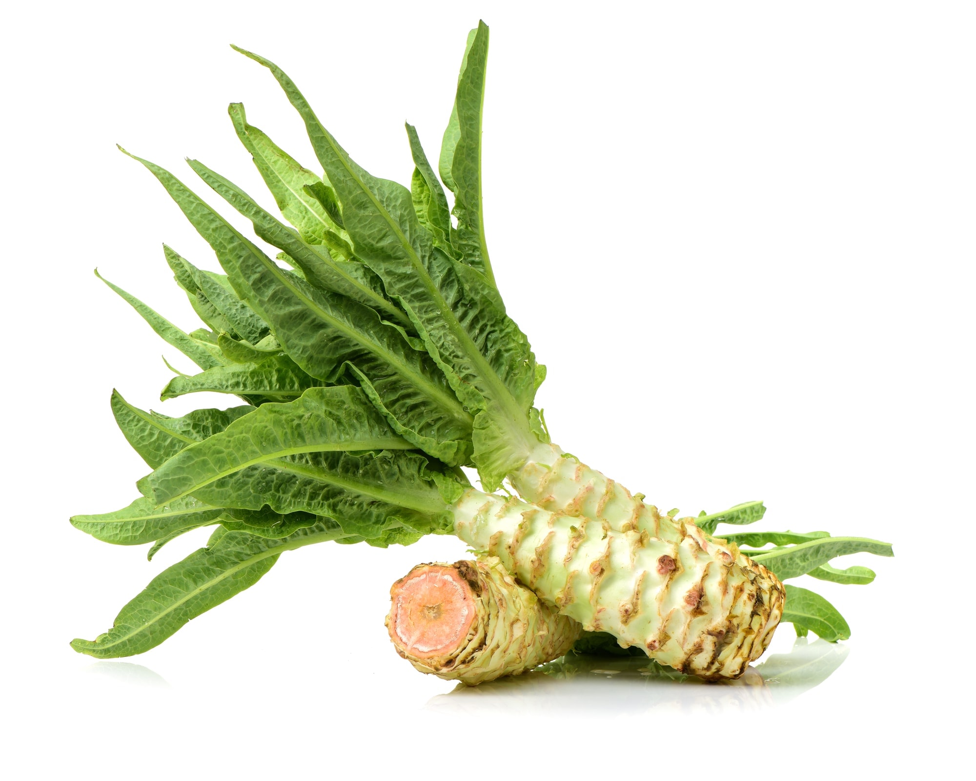 STEM LETTUCE Asparagus lettuce Celtuce
