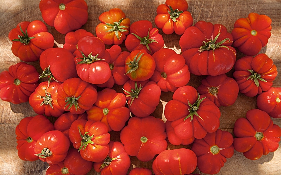 Santorini tomatoes