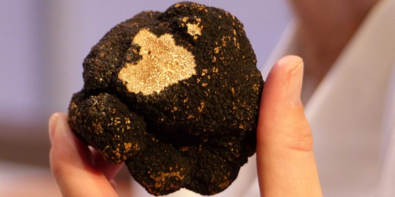 Black truffle