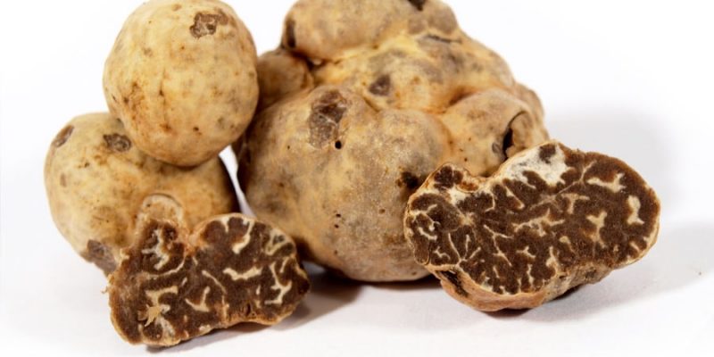 Tuber Borchii Vitt