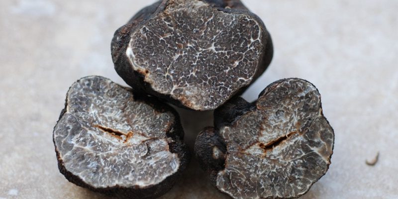 Tuber Macrosporum Vitt