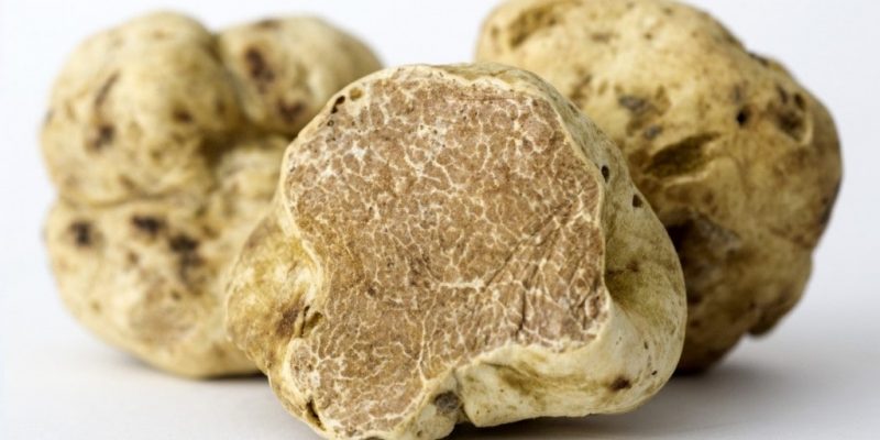 Tuber Magnatum Pico