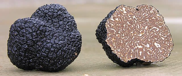 Tuber Uncinatum Chatin