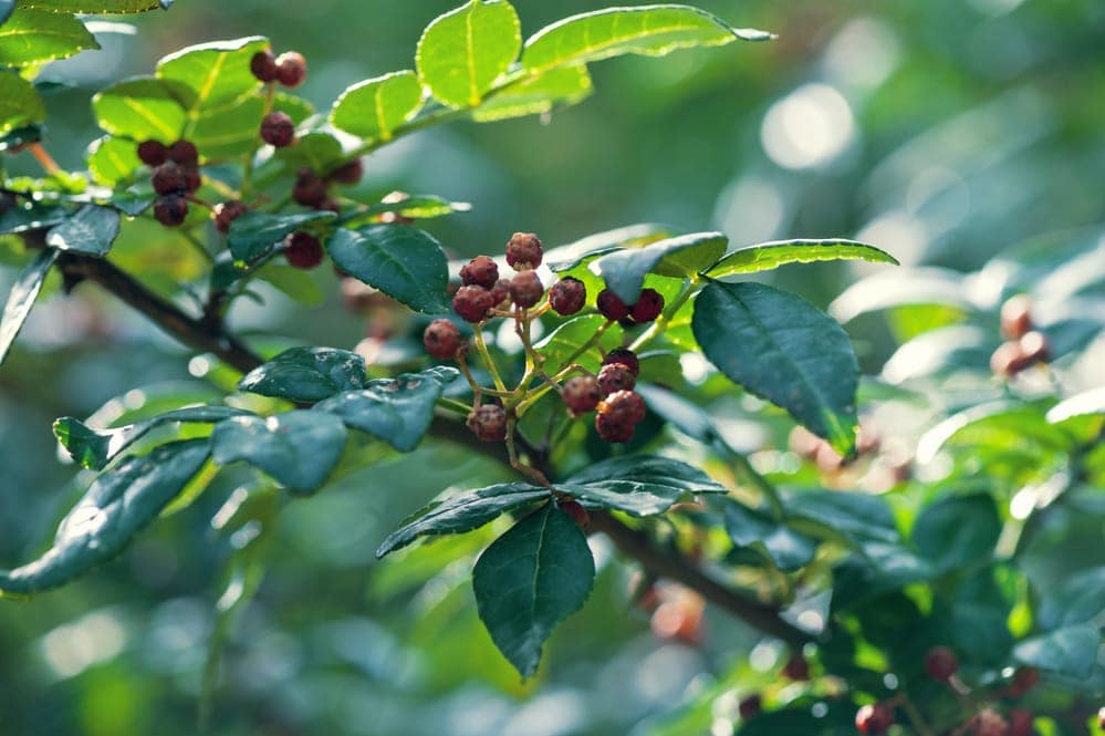Brazilian Pepper fruits on tree in the nature
