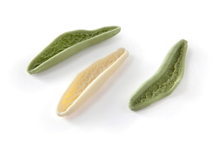 foglie d'ulivo