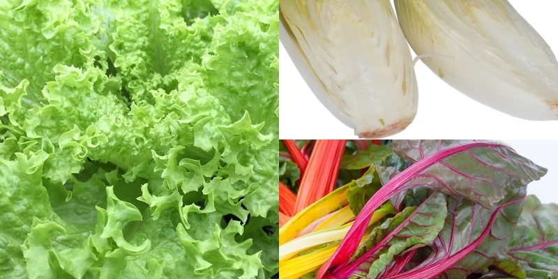 Chard, Chicory, Endive