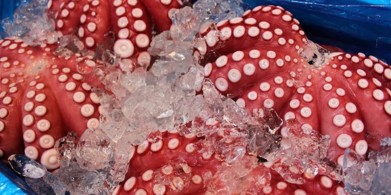 octopus