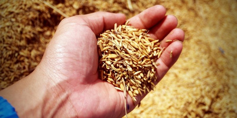 rice grains