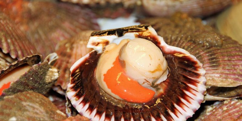 fresh scallops