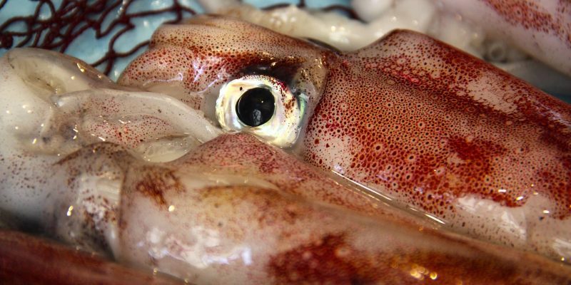 Squid