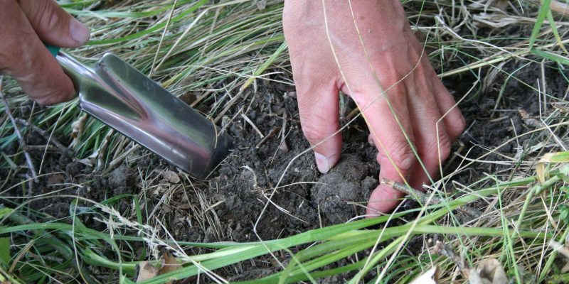 truffle farming-hunting